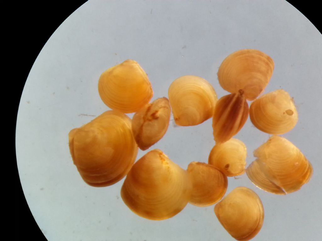 Bivalvos Juveniles Quiz